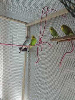 Wellensittiche 1 jährig