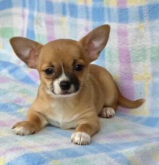 Chihuahua Welpen