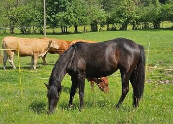 American paint horse - 1
