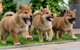 Shiba inu welpen mit FCI Pedigree