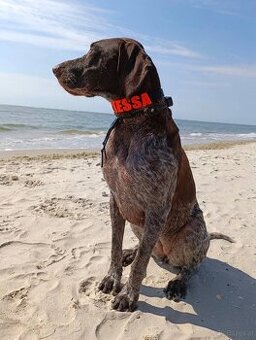 Personalisierte Hundehalsbänder mit Namen 🐾 – handgefertigt