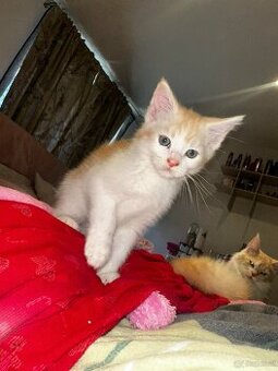 maine coon babys