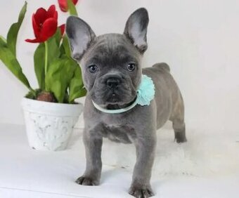 Zwei hochwertige Französische Bulldoggenwelpen (Rüde und Hün