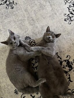 2 Britisch Kurzhaar Katzen (9 und 12 Monate) nur gemeinsam