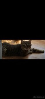 Katze zu verschenken