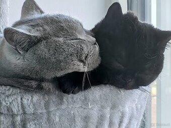 2 BKH Kater - Notfallabgabe (Katze)