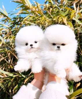Pomeranian-Welpen zu verkaufen