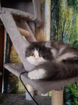 Perser Kater zu verkaufen