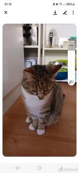 Katze ()