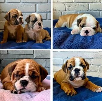Wunderschöne englische Bulldoggen welpen