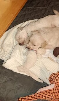 Golden Retriever Welpen