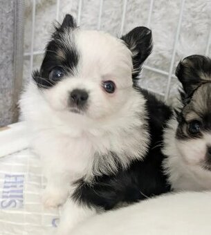 Wunderschöne Chihuahua-Welpen