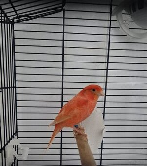 Kanarien vögel