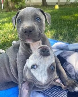 Wunderschöne American Pit Terrier Welpen