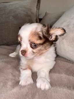 Verspielte und wunderschöne Chihuahua-Welpen