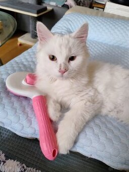 Türkisch Van Kater - zu vergeben