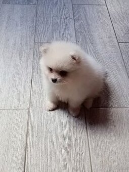 WhatsApp +4915510295604 Pomeranian Welpe verfügbar