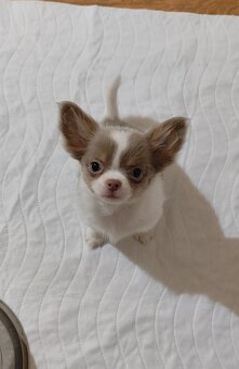 Chihuahua mit einer Ahnentafel FCI