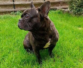 Französische Bulldogge Rüde