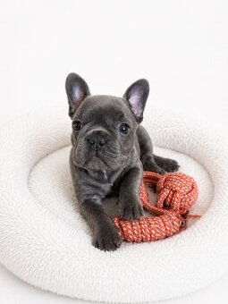 Französische Bulldogge – blaue Hündin mit Stammbaum