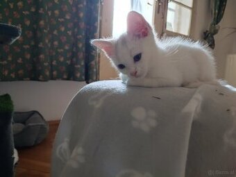 Katzen baby