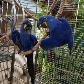 Wunderschöne und sprechende Hyazinth-Ara-Papageien und grau