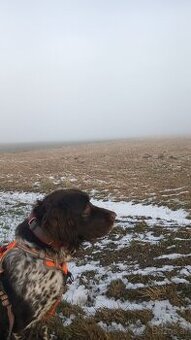 Kleiner Münsterländer