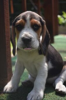 WhatsApp +4915510295604 Beagle schöne Hündin verfügbar