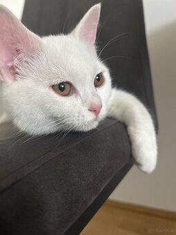 Katze zu verkaufen