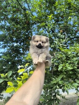 Pomeranian
