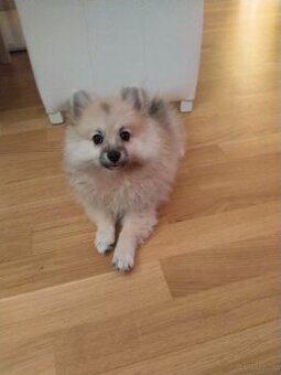 Pomeranian