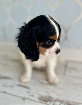WhatsApp +4915510295604 Cavalier King Charles Spaniel/Junge