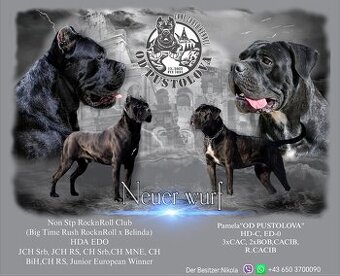 Cane Corso neuer Wurf