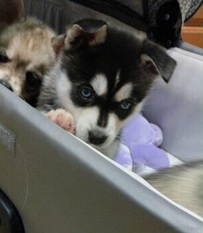 Alaskan Klee Kai (Mini Husky)