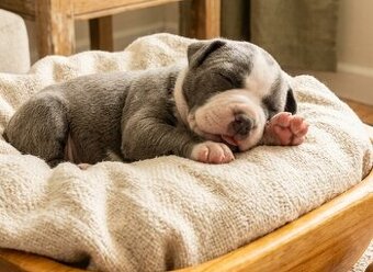 Ambull