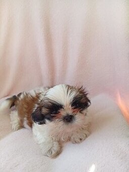 WhatsApp +4915510295604 Schöner dreifarbiger Shih Tzu-Hund v