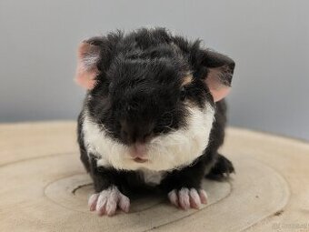 US-TEDDY Meerschweinchen