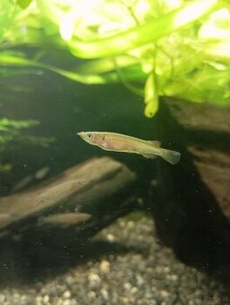 Black poso - Nomorhamphus celebensis