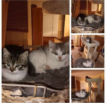 Süße Kätzchen abzugeben