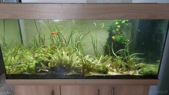 JUWEL Rio 240