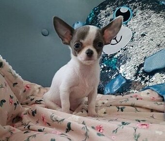 WhatsApp +4915510295604 Chihuahua-Welpe verfügbar