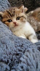 Entzückende Britisch Kurzhaar Kätzchen suchen liebevolles Zu