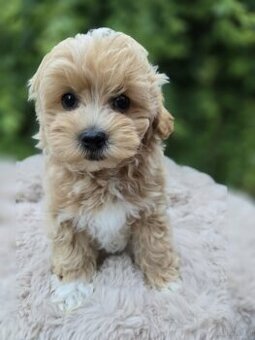 WhatsApp +4915510295604 Maltipoo Welpe verfügbar