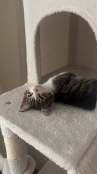 Europäisches Kurzhaar Kitten