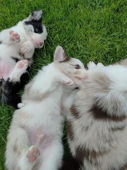 WhatsApp +4915510295604 Border Collie Rüde Seal Merle verfüg