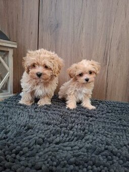 Maltipoo mini
