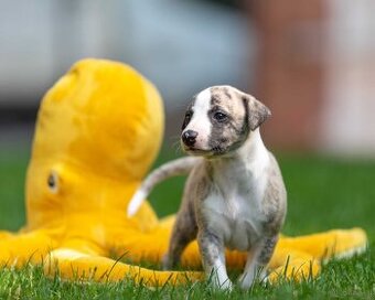 WhatsApp +4915510295604 Whippet Windhundwelpe verfügbar