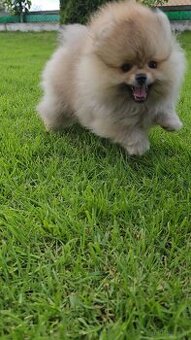 WhatsApp +4915510295604 Super Teddybär Pomeranian Junge 3 Mo