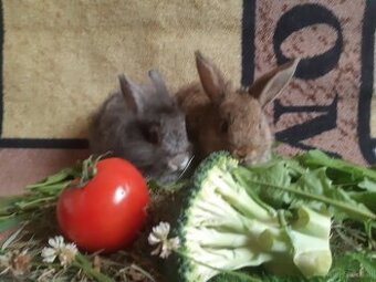 Zwergkaninchen jugendlich zu vergeben