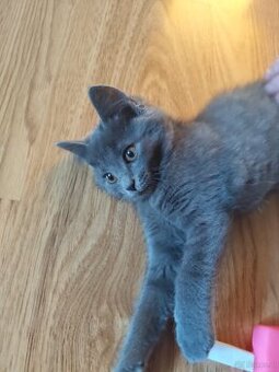 Russische blau katze